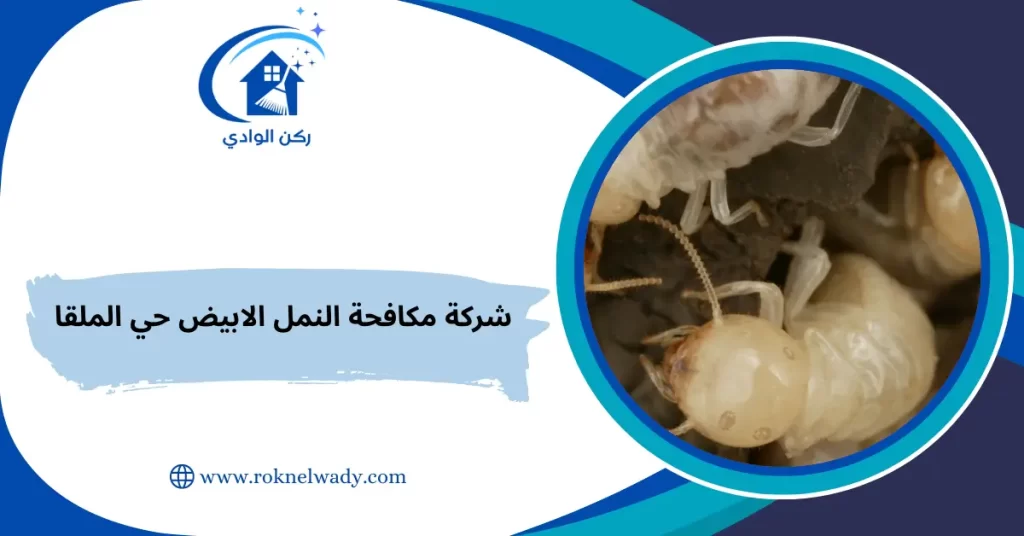 شركة مكافحة النمل الابيض حي الملقا