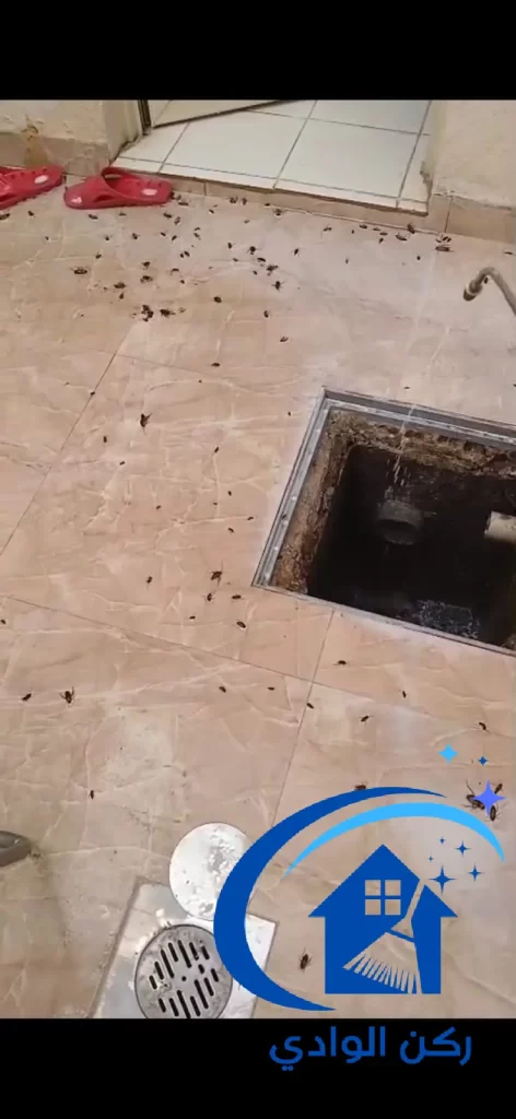 القضاء على الفئران في مواسير الصرف