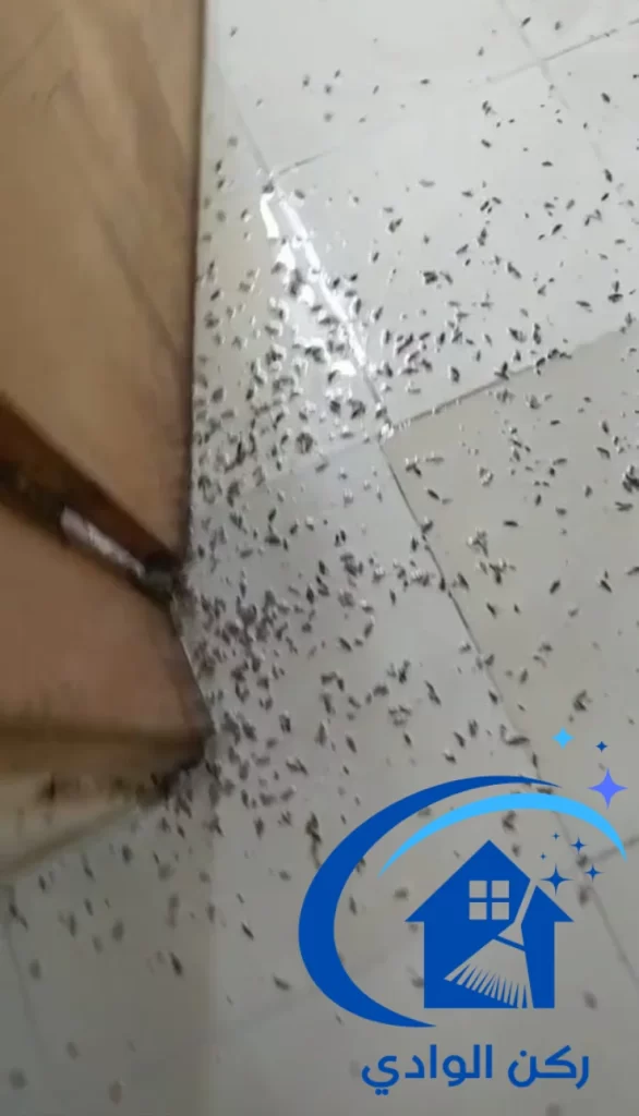 التخلص من الصراصير 