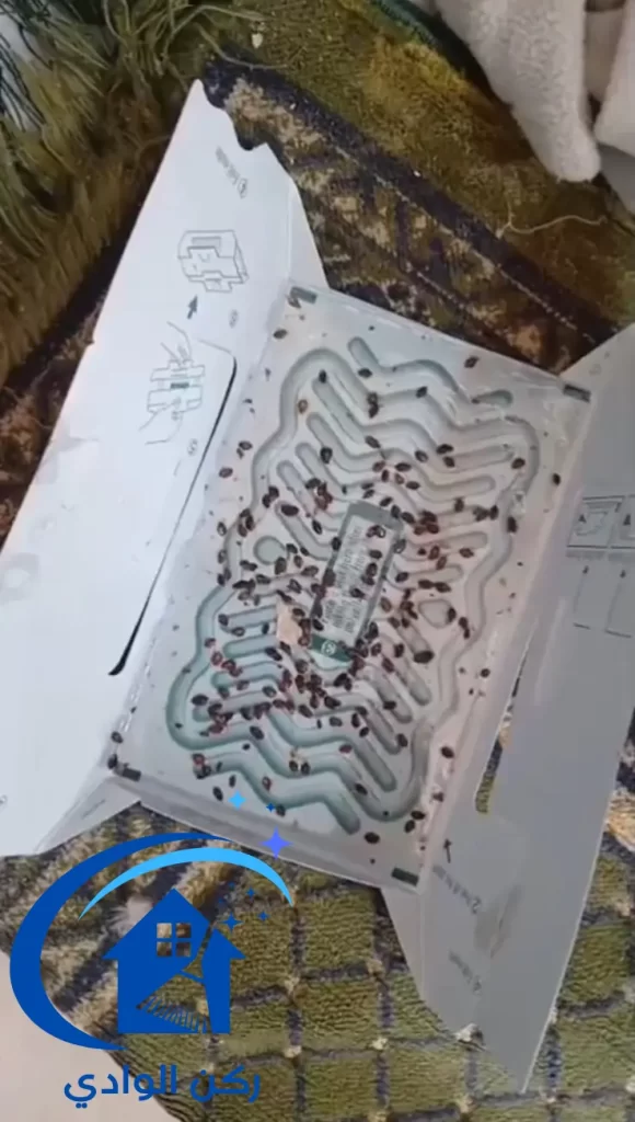مكافحة النمل