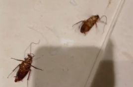 مبيد الصراصير