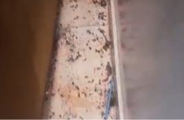 مكافحة النمل الابيض