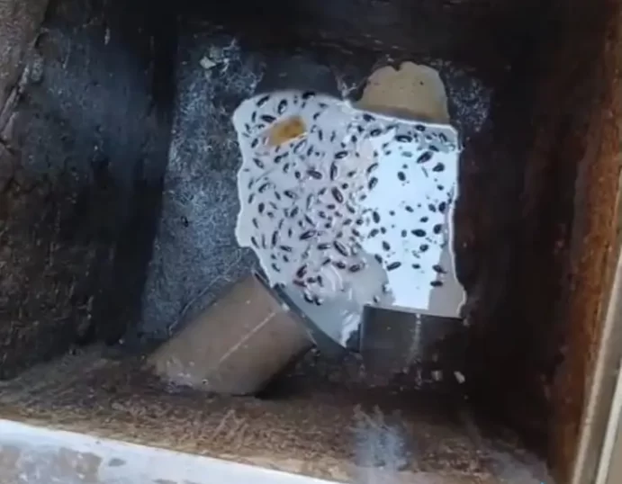 مكافحة الوزغ