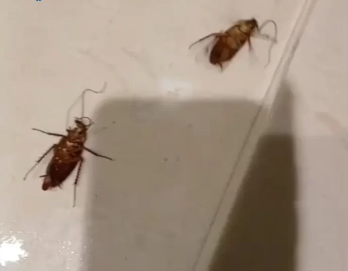 مكافحة صراصير