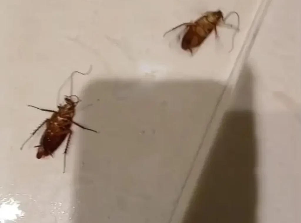 مكافحة الصراصير